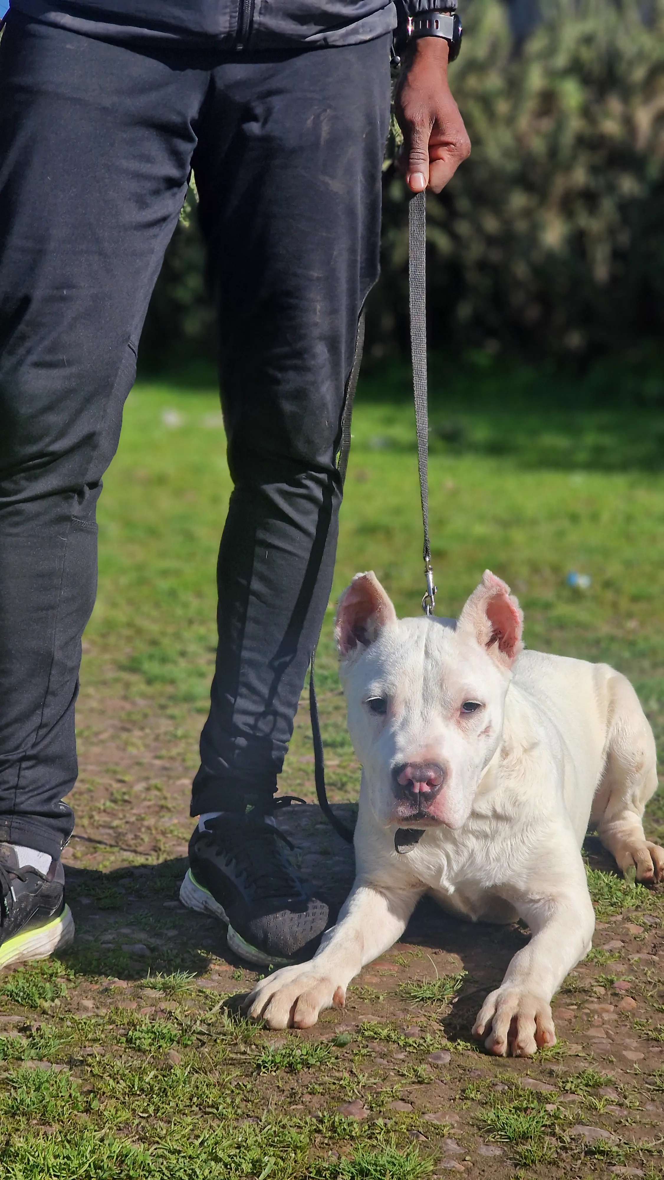 Dogo Argentin couché sur ordre pendant une séance d'obéissance