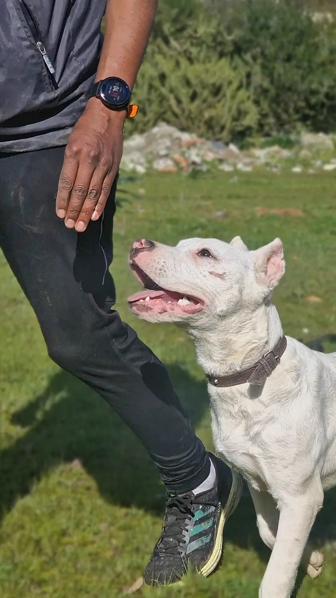 Dogo Argentin en marche au pied le long du maître