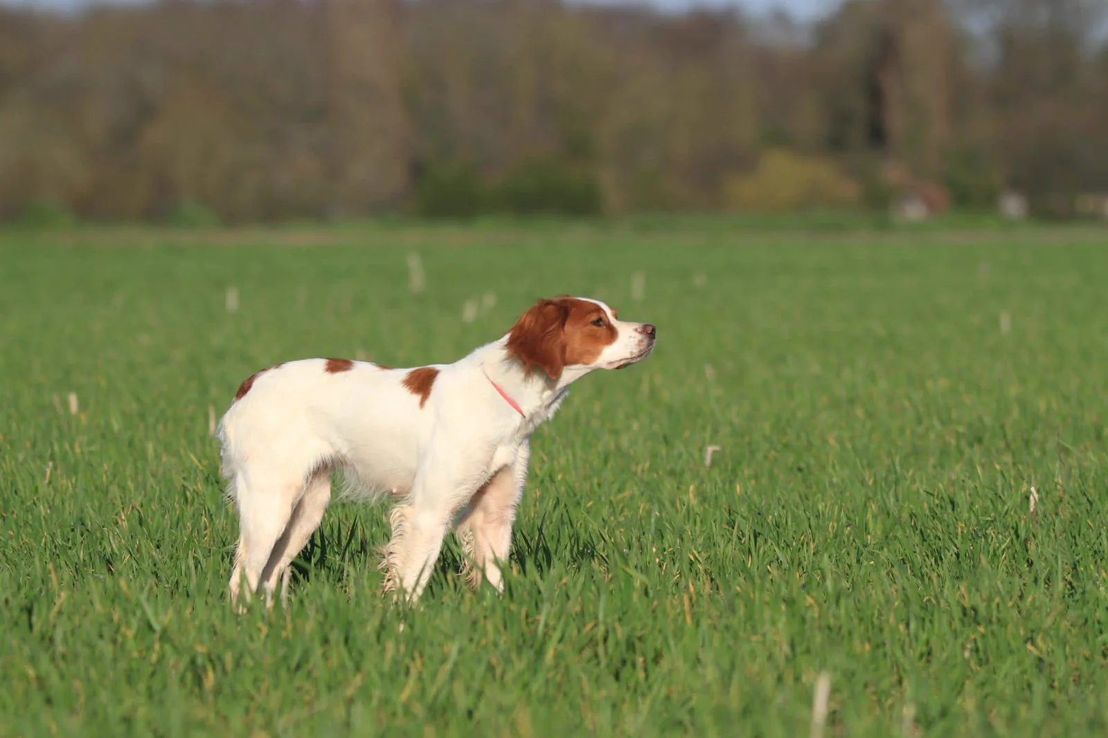 Comment dresser un Berger Allemand