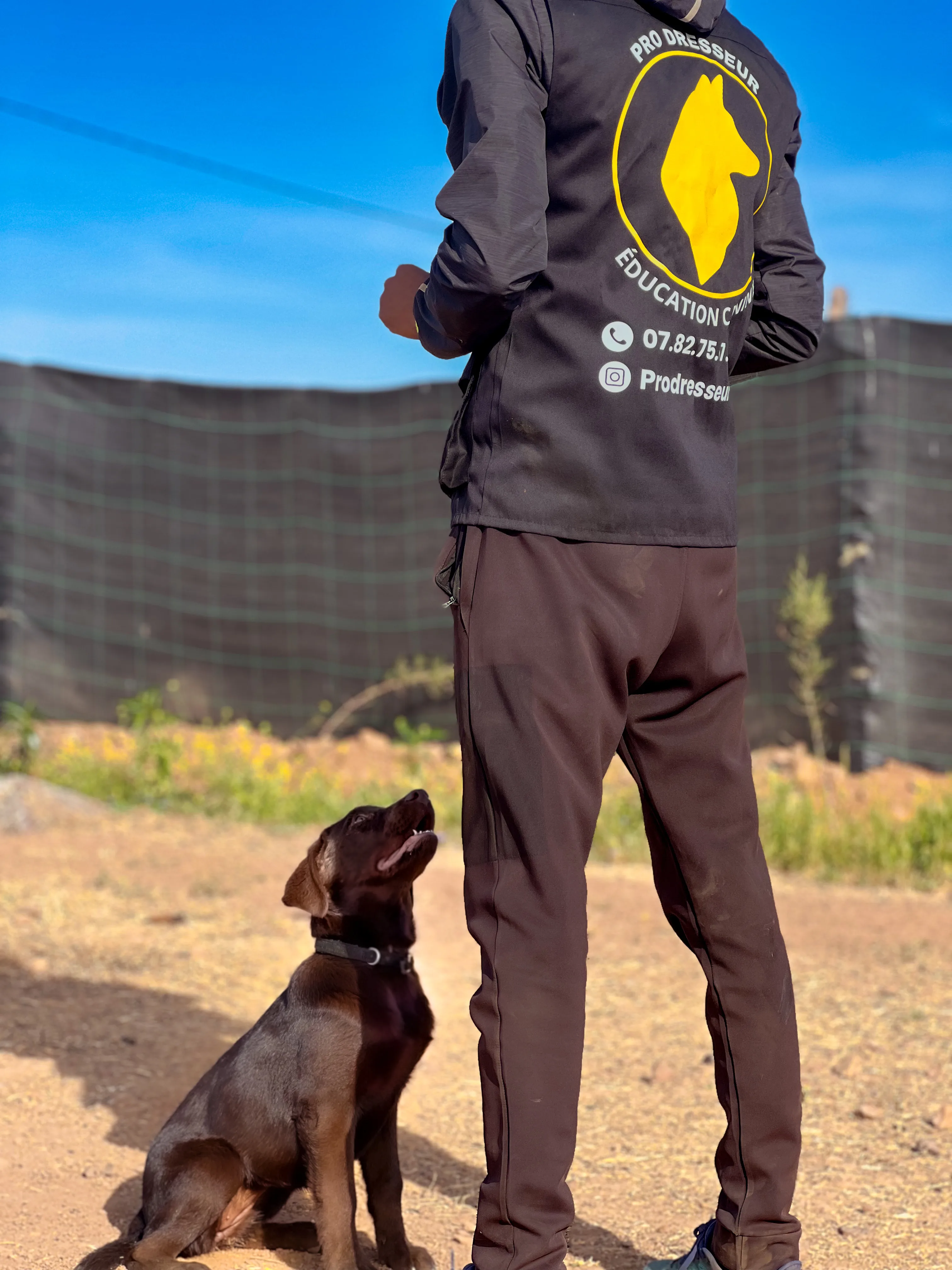 Labrador chocolat assis sur commande